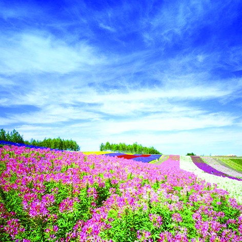 1474175621614910.jpg 百花坡.jpg